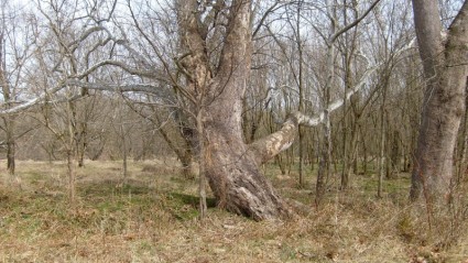 старое дерево