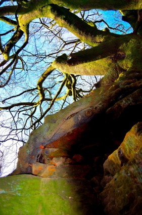 roccia e vecchio albero