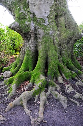 alten Baum Kingston lacy nationalen Vertrauen