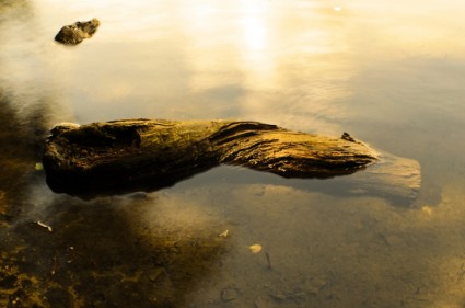 legno vecchio in acqua