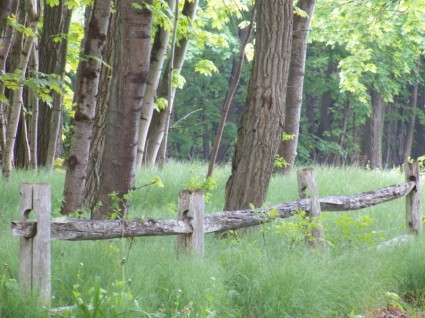 hàng rào gỗ cũ