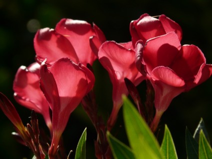 lauriers roses buisson de nerium Oleander