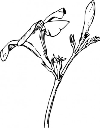 夾竹桃の花と蕾クリップアート