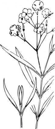 Oleander Outline Clip Art