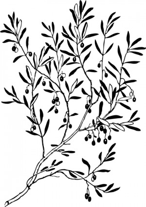 gałązką oliwną clipart