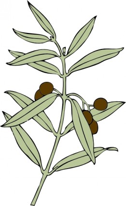 gałązką oliwną clipart