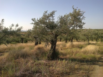 drzewo oliwne pole