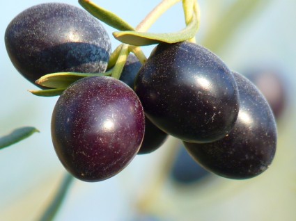 árvore de fruta verde-oliva de azeitonas
