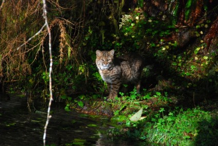 Олимпийский национальный парк Вашингтон bobcat
