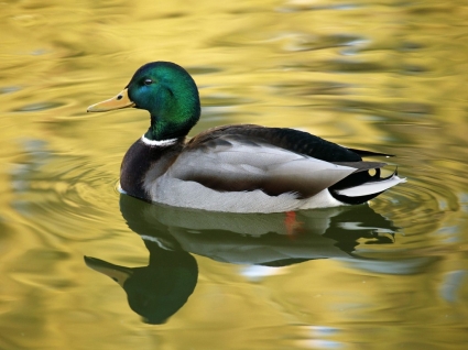sul lago dorato sfondi uccelli animali
