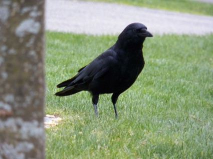một con quạ đen