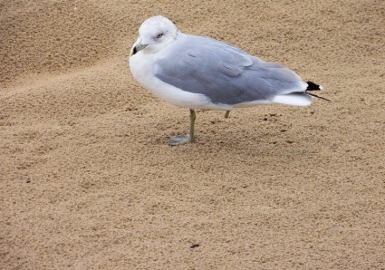 uma gaivota de patas