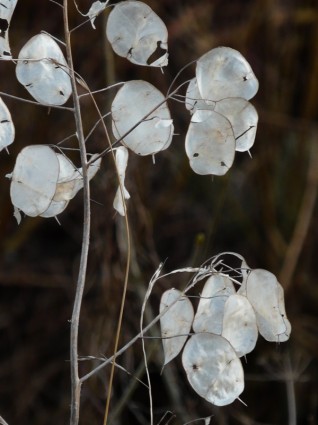 rok srebrny liść srebrny liść silberling
