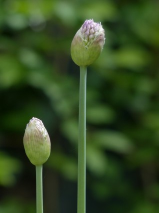 cebola de flor de flor de cebola