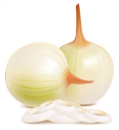 Onion Vector