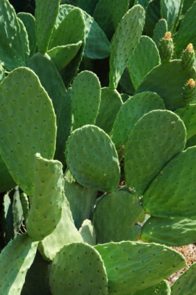 cactus Opuntia