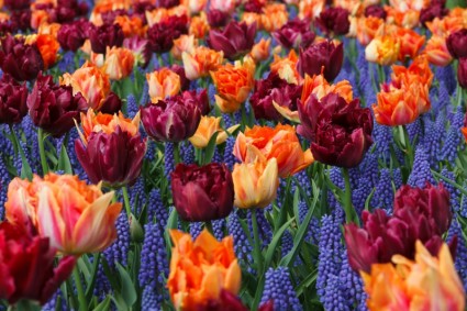 оранжевый и фиолетовый тюльпаны