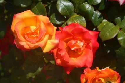 オレンジと赤のバラ