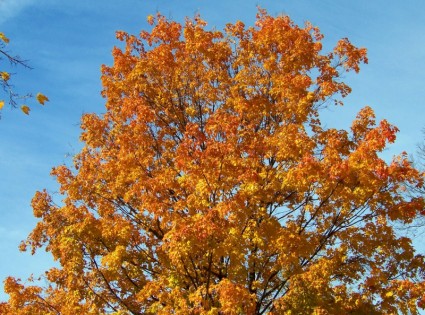 оранжевые и желтые листья