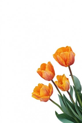 Orange und gelbe Tulpen hat Foto