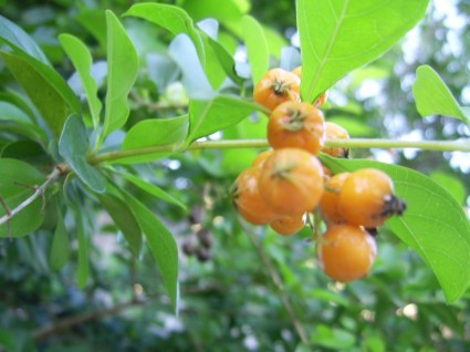 오렌지 열매