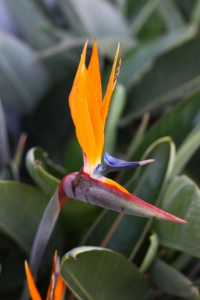 fiore di uccello del paradiso arancione