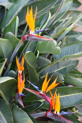 fioriture di uccello del paradiso arancione