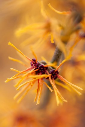 buisson fleuri orange