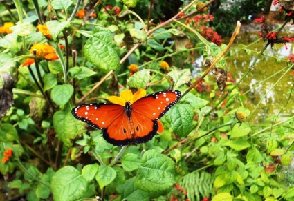 주황색 나비
