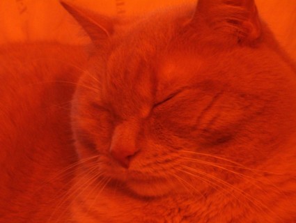 orange Katze