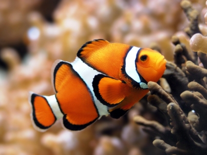 オレンジ色のカクレクマノミの壁紙魚動物