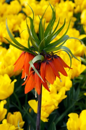 オレンジ色のクラウン インペリアル花
