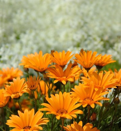 hình ảnh màu da cam daisy