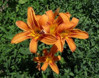 flor de lirios naranja