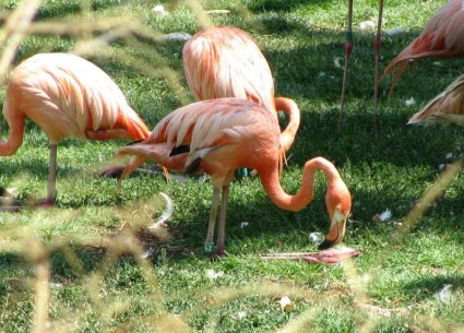 động vật màu da cam flamingos