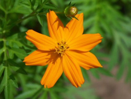 orangefarbene Blume