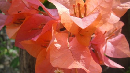 flor de laranjeira