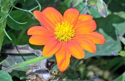 orangefarbene Blume