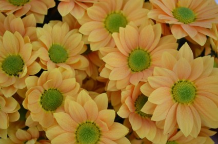 fleurs orange