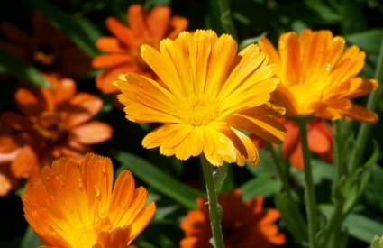 Orange bunga