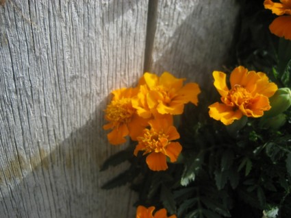 Orange Blumen