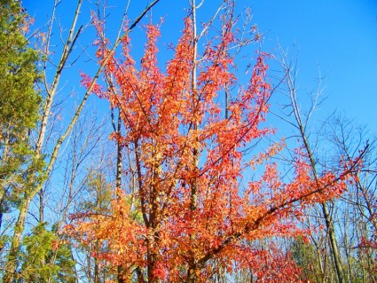 оранжевый листья
