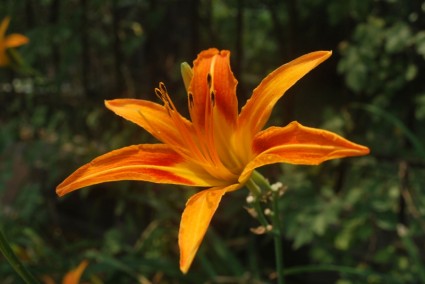 lily màu da cam