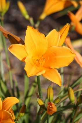 fleur de Lys orange