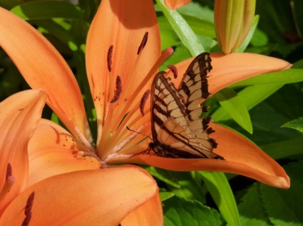 lilia pomarańczowy motyl