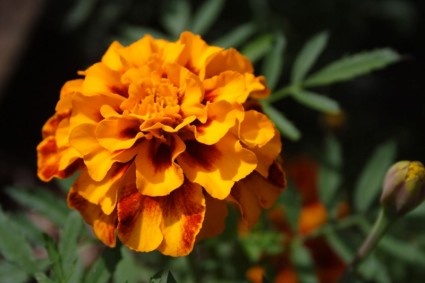 Orange marigold