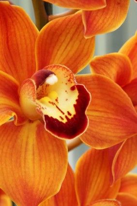 orchidée orange