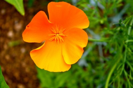 オレンジ色のポピー アイスランド ケシの花