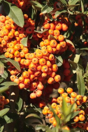jeruk pyracantha berry cluster