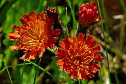 オレンジ色の赤い王悪魔オレンジ ヤナギタンポポ属野生の花